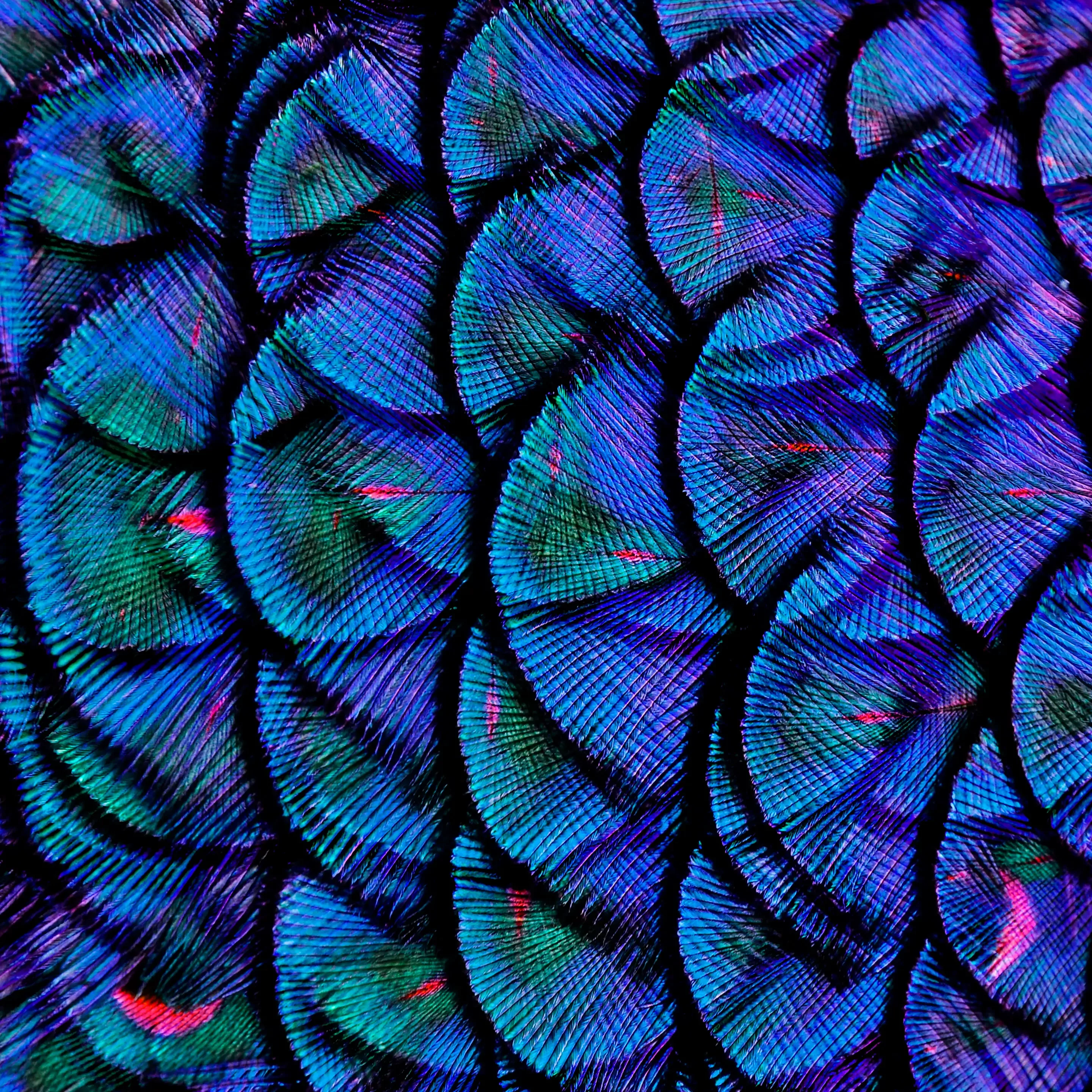 Nahaufnahme von leuchtenden Pfauenfedern mit schillernden blauen, grünen, violetten und gelegentlich rosa Farbtönen.